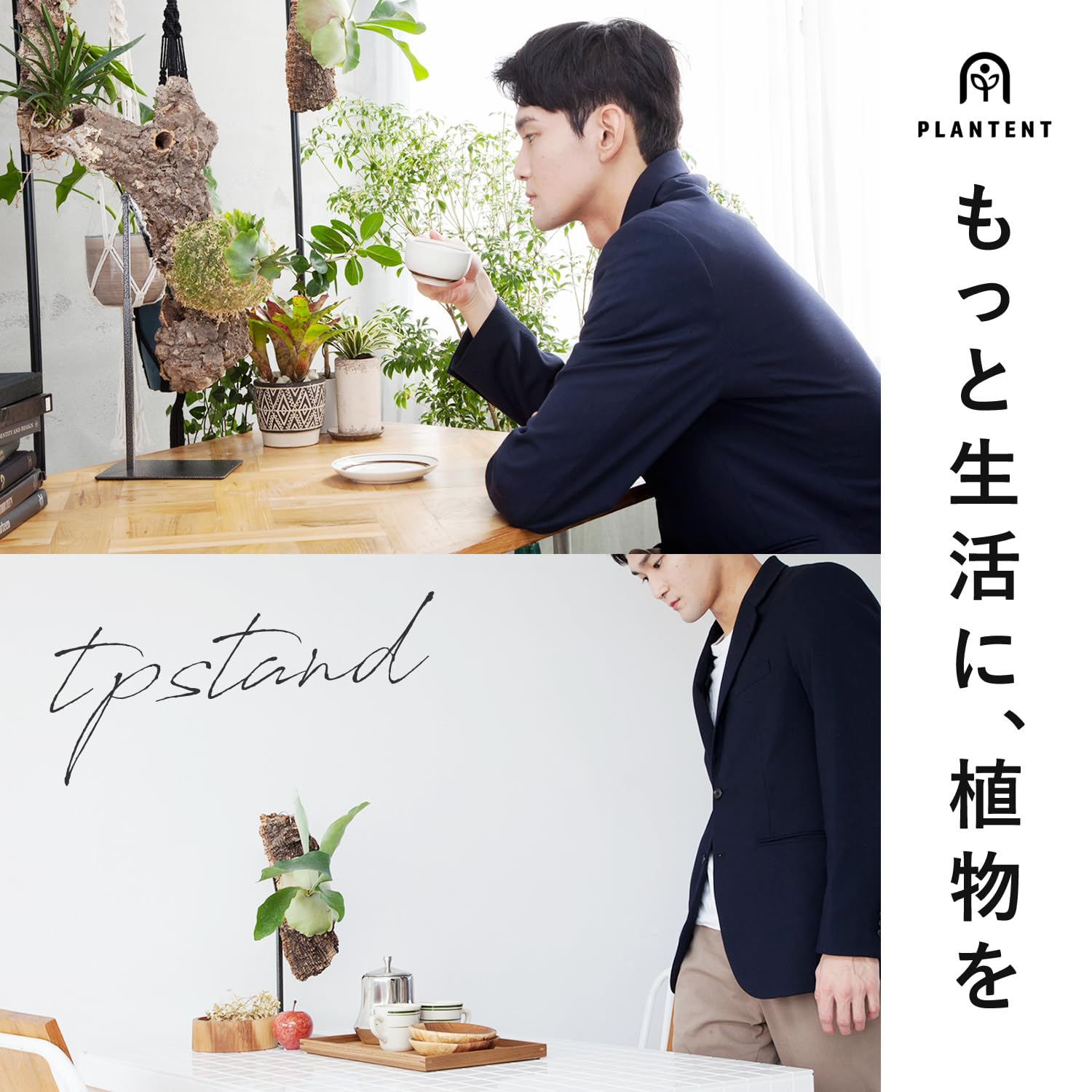 Amazon | PLANTENT 植物ディスプレイスタンド T.P.Stand ビカクシダ